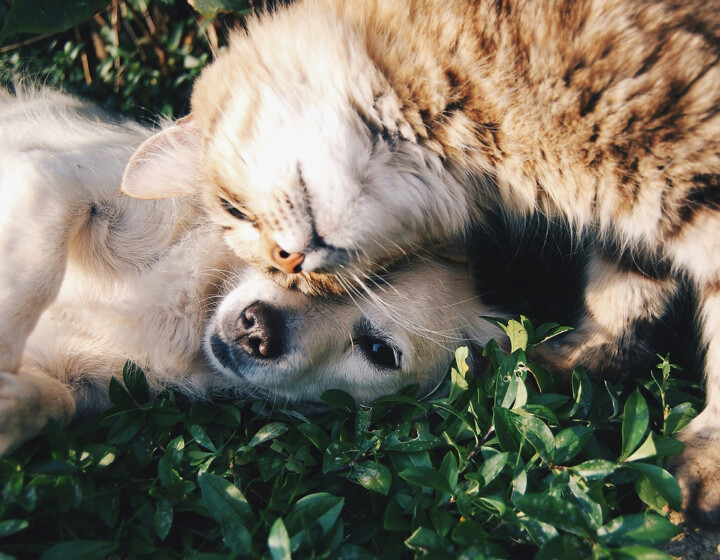 Animali domestici