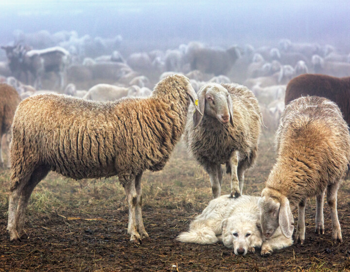 Animali domestici